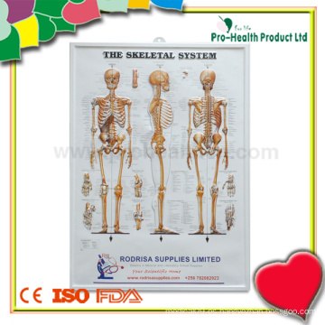 Gráfico de Anatomía Plástica del Sistema Esquelético Humano